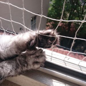cat net